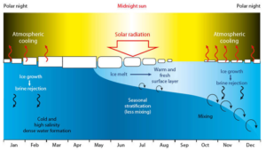 Schematic of seasonal evolution of the Arctic Ocean stratification (Thorsteinson et al., 2017. Chapter 3 Status of natural and human environments. In: Adaptation Actions for a Changing Arctic:Perspectives from the Bering-Chukchi-Beaufort Region. pp. 39-88. Arctic Monitoring and Assessment Programme (AMAP), Oslo, Norway.)