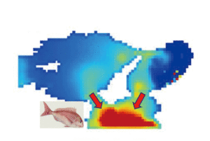 Ecosystem modeling and simulation (modeling of fish behavior)